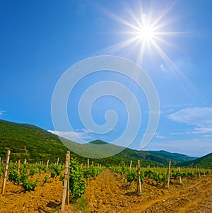 vineyard in green mountain valley at the sunny day