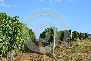 Vineyard grounds