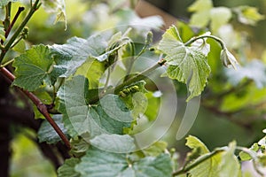 Vineyard, growing green vine rod in spring