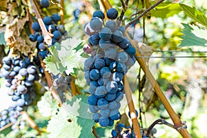 Vineyard with growing red wine grapes, black or purple grapevines