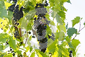 Vineyard with growing red wine grapes, black or purple grapevines