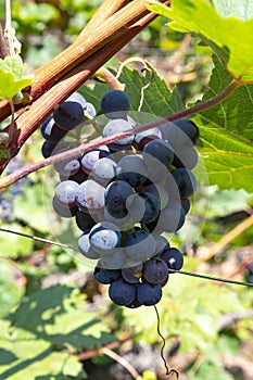 Vineyard with growing red wine grapes, black or purple grapevines