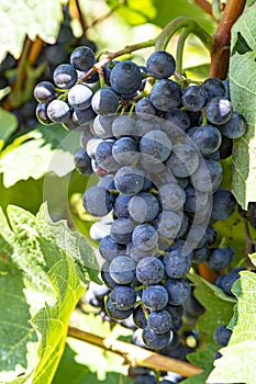 Vineyard with growing red wine grapes, black or purple grapevines