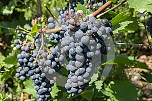 Vineyard with growing red wine grapes, black or purple grapevines