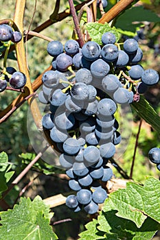 Vineyard with growing red wine grapes, black or purple grapevines