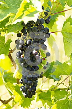 Vineyard with growing red wine grapes, black or purple grapevines