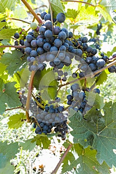 Vineyard with growing red wine grapes, black or purple grapevines