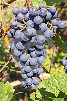 Vineyard with growing red wine grapes, black or purple grapevines