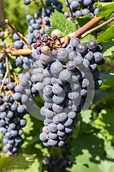 Vineyard with growing red wine grapes, black or purple grapevines