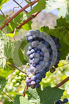 Vineyard with growing red wine grapes, black or purple grapevines