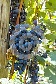 Vineyard with growing red wine grapes, black or purple grapevines