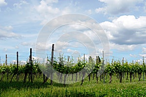 Vineyard growing rows in the springtime on island Reichenau in Germany. Metal poles and wires as support form growing bushes.