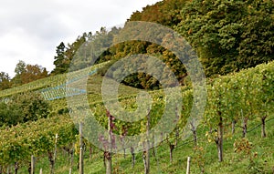 A vineyard growing on a sunny slope in town Weinfelden in Switzerland.