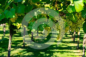 Vineyard with growing white wine grapes in Lazio, Italy