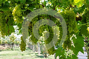 Vineyard with growing white wine grapes in Lazio, Italy, chardonnay and malvasia grapes