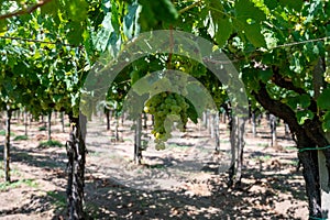 Vineyard with growing white wine grapes in Lazio, Italy, chardonnay and malvasia grapes