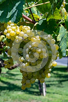 Vineyard with growing white wine grapes in Lazio, Italy, chardonnay and malvasia grapes