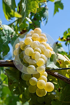 Vineyard with growing white wine grapes in Lazio, Italy, chardonnay and malvasia grapes