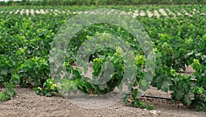 Vineyard with growing white wine grapes in Sardinia, Italy, malvasia