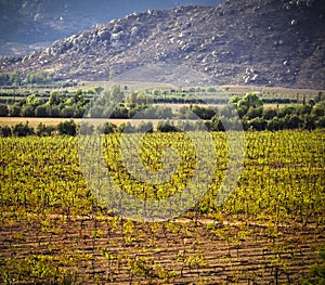 Vineyard, Guadalupe Valley, Baja, Mexico