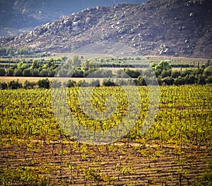 Vineyard, Guadalupe Valley, Baja, Mexico photo