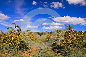 Vineyard at Hanadiv valley in fall northwest Israel