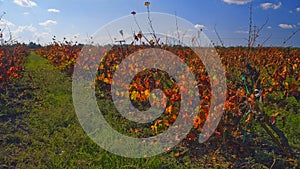 Vineyard at Hanadiv valley in fall northwest Israel