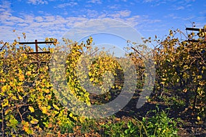 Vineyard at Hanadiv valley in fall northwest Israel