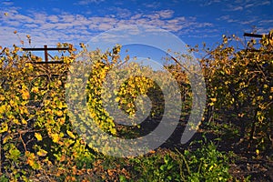 Vineyard at Hanadiv valley in fall northwest Israel