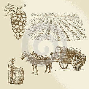 Vineyard, harvest, farm