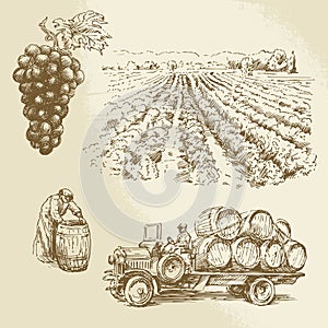 Vineyard, harvest, farm