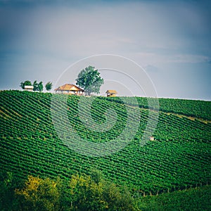 Vineyard during harvesting