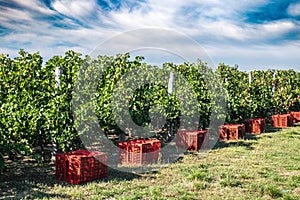 Vineyard harvesting season preparations with red grape colecting boxes