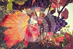 Vineyard, harvesting time, wine production