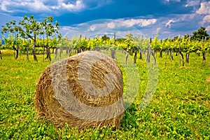 Vineyard and hay bale in inland Istria