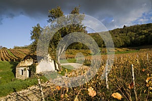 Vineyard in the heart of the Jura, Arbois, France