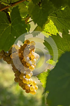 Vineyard with Hibernal near Cejkovice, Southern Moravia, Czech Republic