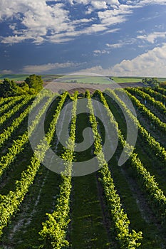 Vineyard with Hibernal near Cejkovice, Southern Moravia, Czech Republic