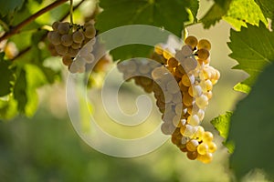 Vineyard with Hibernal near Cejkovice, Southern Moravia, Czech Republic