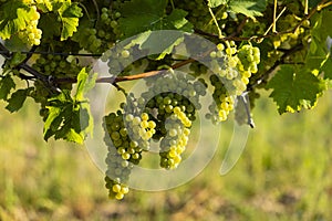 Vineyard with Hibernal near Cejkovice, Southern Moravia, Czech Republic