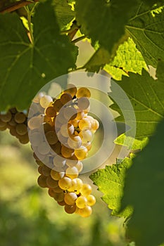 Vineyard with Hibernal near Cejkovice, Southern Moravia, Czech Republic