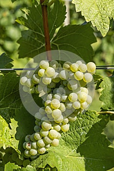 Vineyard with Hibernal near Cejkovice, Southern Moravia, Czech Republic