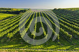 Vineyard with Hibernal near Cejkovice, Southern Moravia, Czech Republic