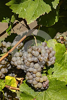 Vineyard with Hibernal near Cejkovice, Southern Moravia, Czech Republic