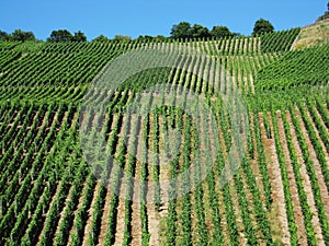 Vineyard on hill