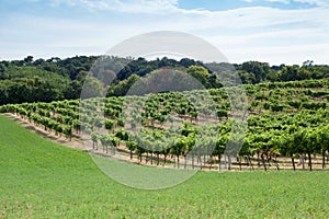 Vineyard on a hill
