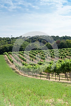 Vineyard on a hill