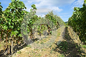 Vineyard at the hill side
