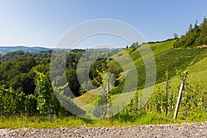 Vineyard on hill. Wine grapes are growing in south Styrian, Leutschach, Austria