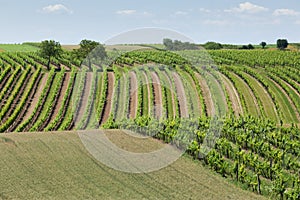 Vineyard in the hills